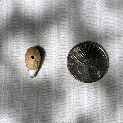 Ceramic Hedgehog Beads